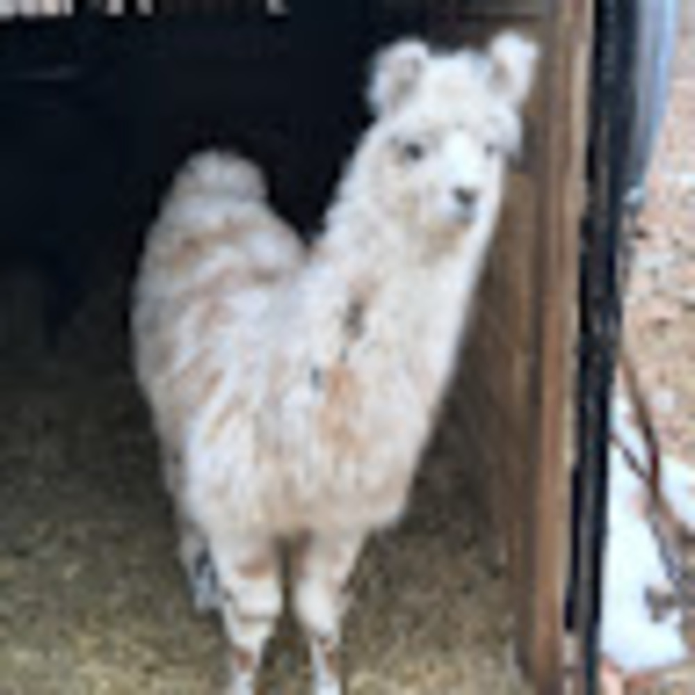 Meet your Posher, Yael